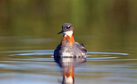 Birds That Migrate To The Galapagos Islands By Galapagos Insiders