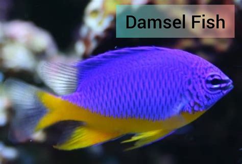Damsel Fish Svr Aquatics Transhipping Services
