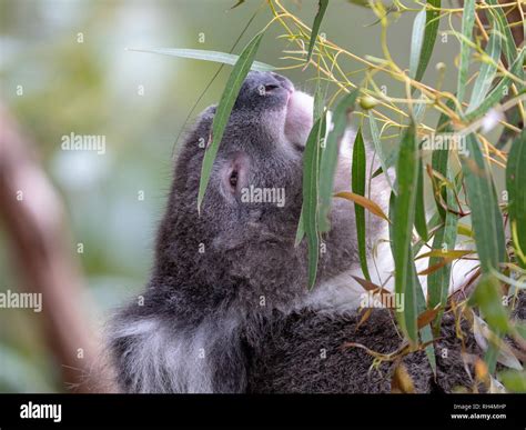 Australian Koala Arboreal Herbivorous Marsupial Native To Australia