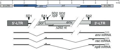 Schematic Of Herv K Hml Provirus And Splicing Of Rec And Np Mrnas