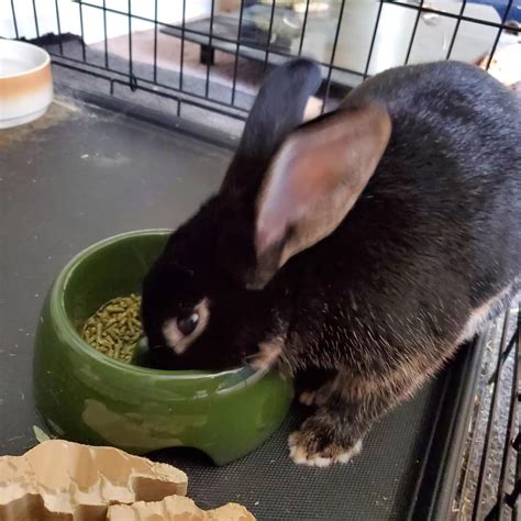 Sniff snoff : r/Rabbits