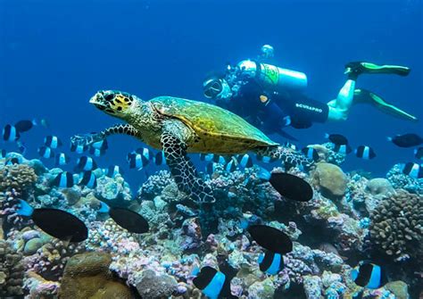Veligandu Island Resort And Spa Sandbank Honeymoon Resort Maldives 4 Star