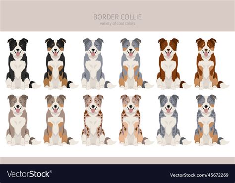 Border Collie Dog Clipart All Coat Colors Set Vector Image