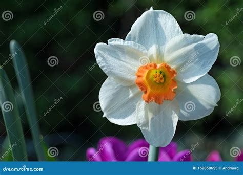 Daffodil Flower Macro Shallow Depth Of Field Stock Image Image Of