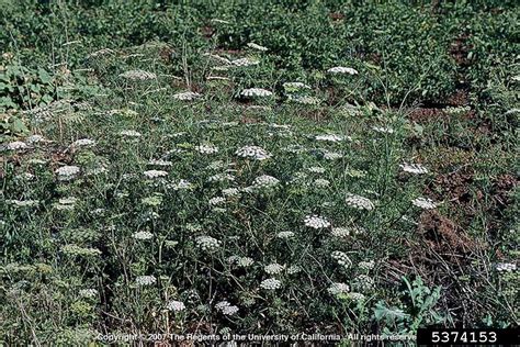 greater ammi (Ammi majus)