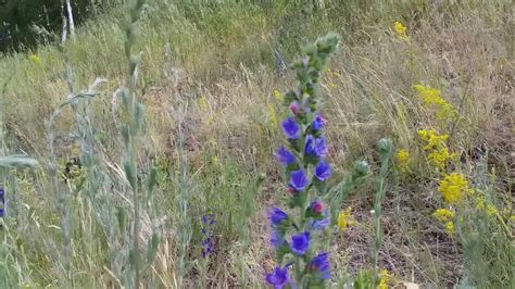 #Синяк обыкновенный.#Ядовитое растение.Синий #полевойцветок - YouTube