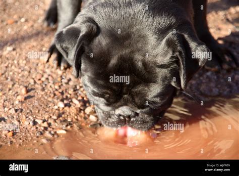 Black Pug Drinking Water At Lakeshore Stock Photo Alamy