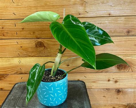 Philodendron Emerald Duke 4 Plant Etsy