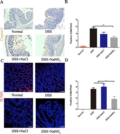 Effects of nitrate on apoptosis in colon epithelial cells in mice with ... 
