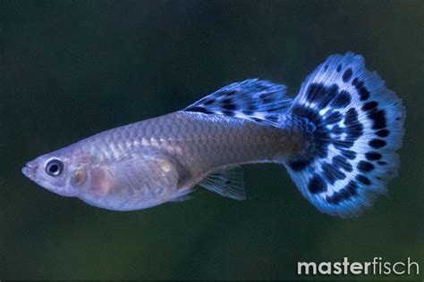 Guppy Elephant Ear Blue Premium Poecilia Reticulata MasterFisch