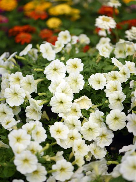 Petunia Trailing Opera Supreme พิทูเนีย พันธุ์เลื้อย โอเปร่า สุพรีม ...