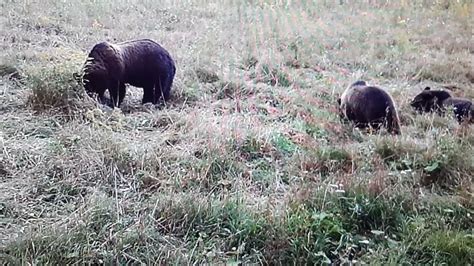 видео с фотоловушки мини 301 - YouTube