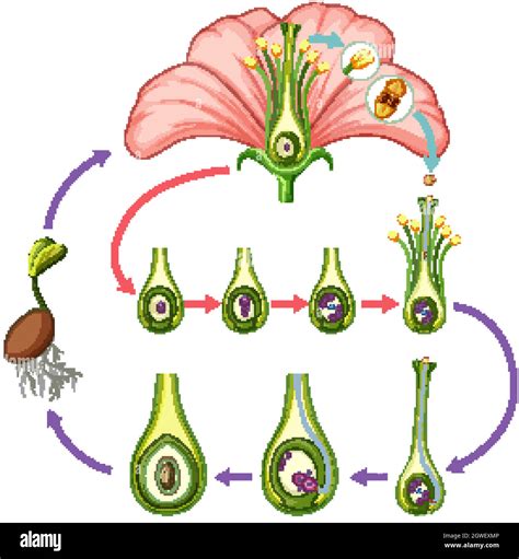 Teile des blattes mit diagramm -Fotos und -Bildmaterial in hoher ...