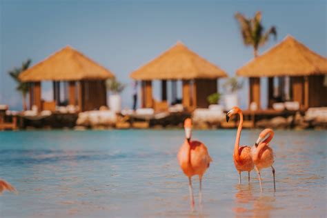 How to Visit Flamingos in Aruba: Renaissance Private Island