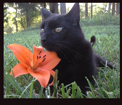 Whats Up Tiger Lily Pussy Cat Photograph By InKibus