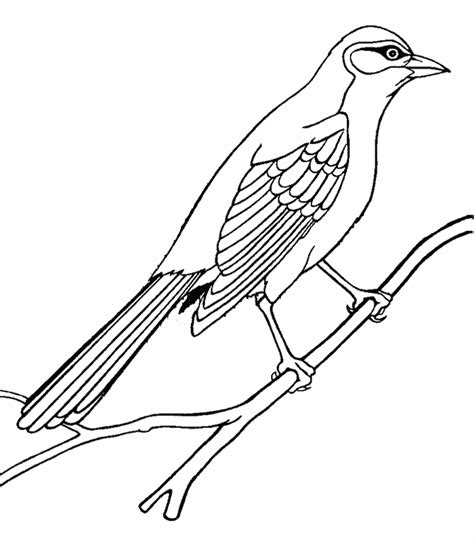 Mockingbird Coloring Page Animals Town Animals Color Sheet