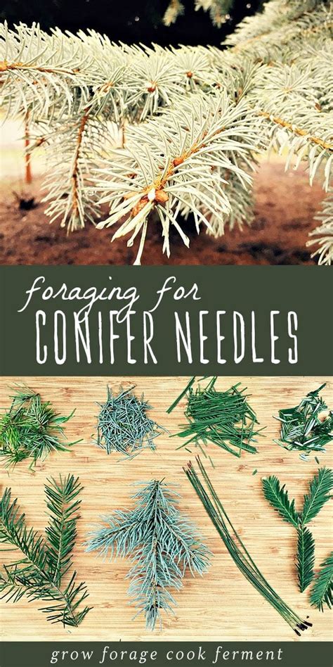 Foraging For Pine Needles And Other Conifer Needles Herbs Wild