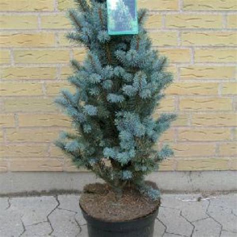 Blågran 'Iseli Fastigiata' - Nåletræer - Plantetorvet.dk
