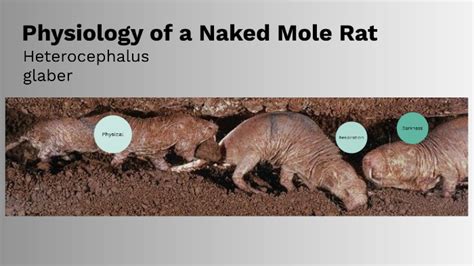 Naked Mole Rat Physiology By Jack Berg On Prezi