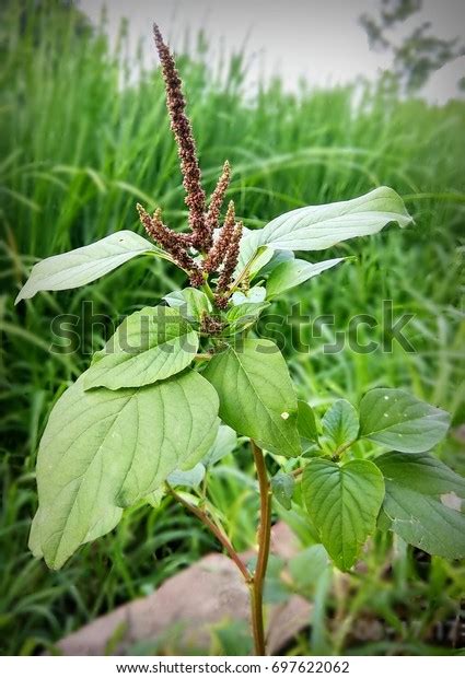 Amaranthus Viridis Stock Photo 697622062 | Shutterstock