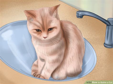 How To Bathe A Cat With Pictures Wikihow