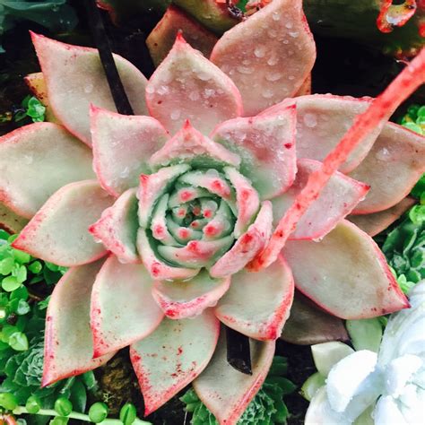 Echeveria Agavoides Romeo, Echeveria 'Agavoides Romeo' in GardenTags ...