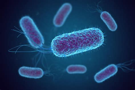 Escherichia Coli E Coli Bacteria Image Eurekalert Science News