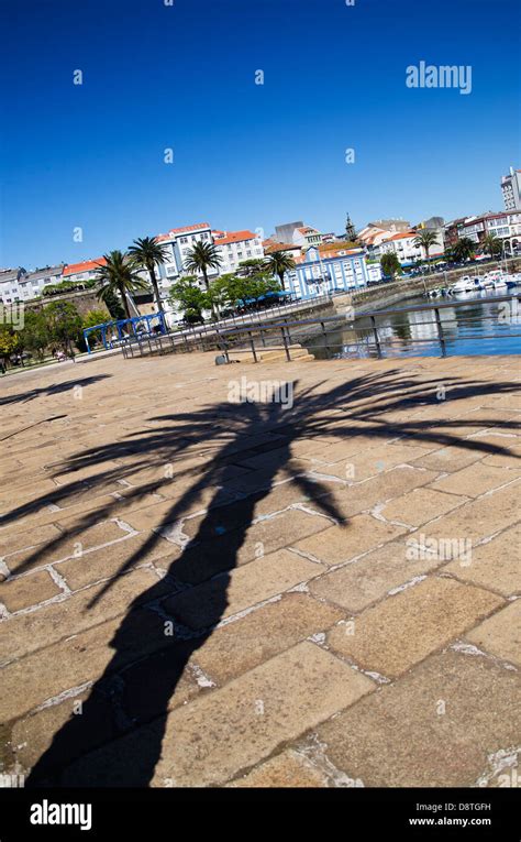 Shade Of A Palm Tree In The Port Of Ferrol Stock Photo Alamy