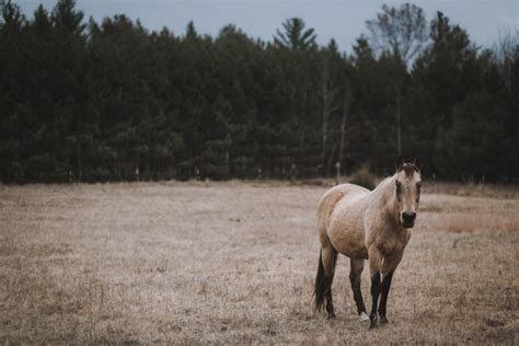 120 Sooty Buckskin Horse Names - HorseNameIdeas.com