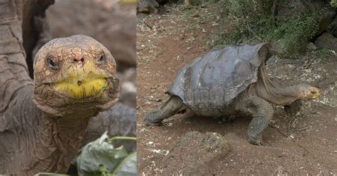 Meet Diego The Loved Up Tortoise Who Had So Much Sex He Saved His