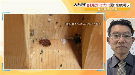 夜にうごめく吸血害虫「トコジラミ」刺されたら『皮膚に斑点強いかゆみ』カーテンの隙間などに潜む虫のサインは「赤茶色っぽいシミ」見つけた時・刺さ