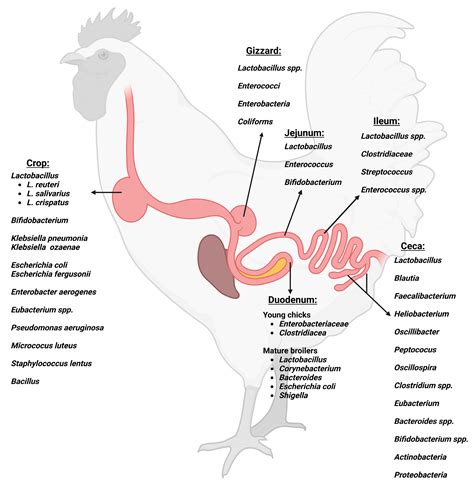 Chicken Digestive System Anatomy