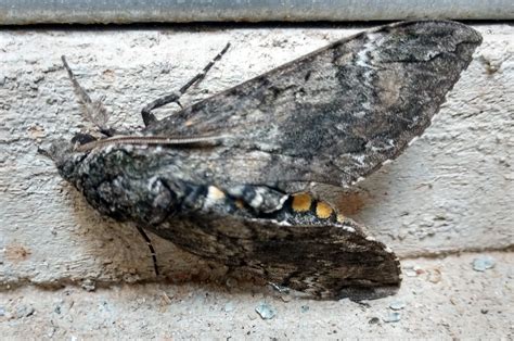 Largest Moth Ever Recorded