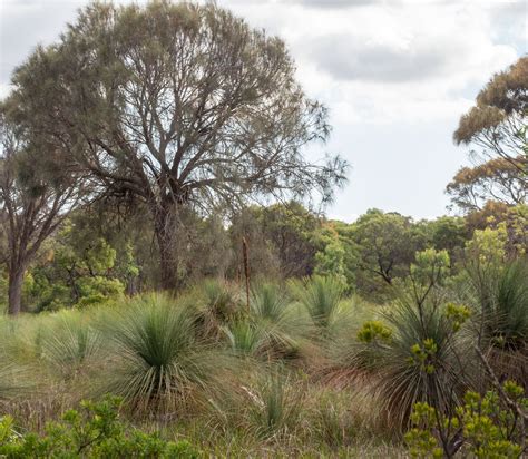 austral grass tree swan bay environment