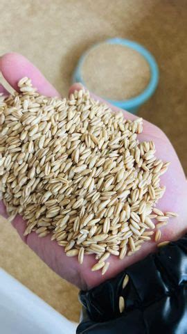 High quality naked oats oat kernels rye organic oats 亚之风上海商贸有限公司