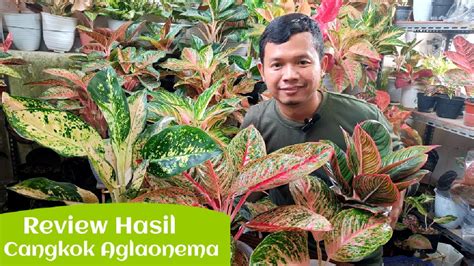 Review Hasil Cangkok Aglaonema Diana Kocin Sutra Bidadari Sunset