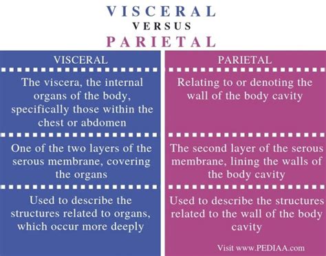 What Is The Difference Between Visceral And Parietal Pediaa