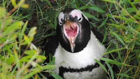 South Africa Penguins: The Endangered Species of Boulders Beach