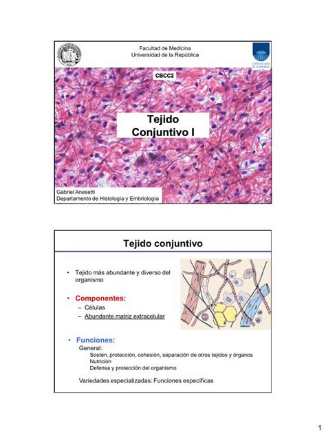 Pdf Tejido Conjuntivo Dokumen Tips