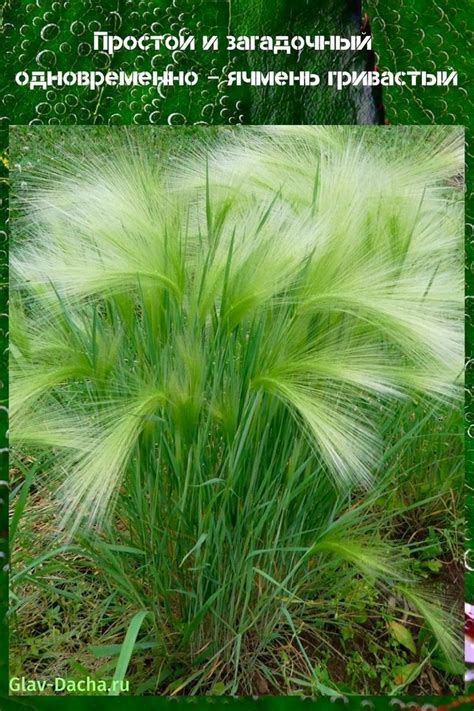 the grass is blowing in the wind