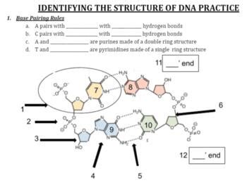 DNA Transcription and Translation Labeling - Drag and Drop - Worksheets ...