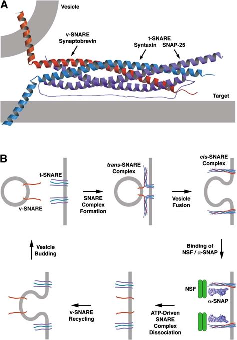 [PDF] The Mechanisms of Vesicle Budding and Fusion | Semantic Scholar