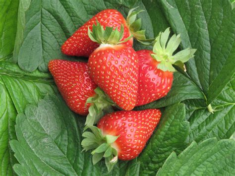 Где купить саженцы клубники Мурано в Краснодаре - 1 адрес