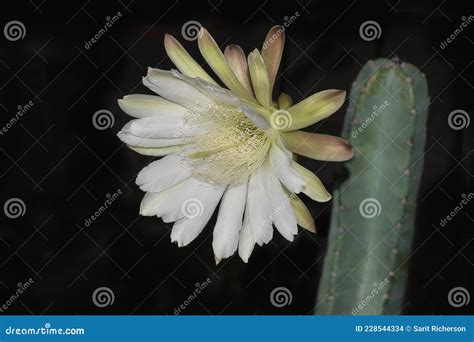 Large White Cereus Repandus Night Blooming Cactus Flower on Black Stock ...