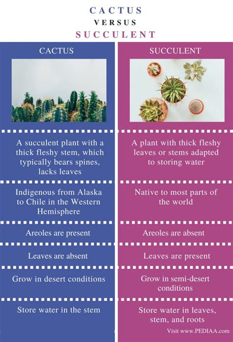 Difference Between Cactus And Succulent Pediaacom