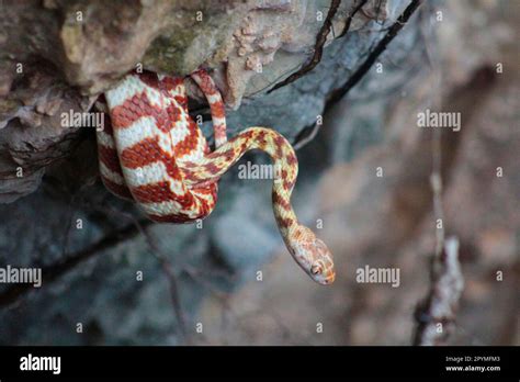 Brown Night Tree Snake Stock Photo Alamy