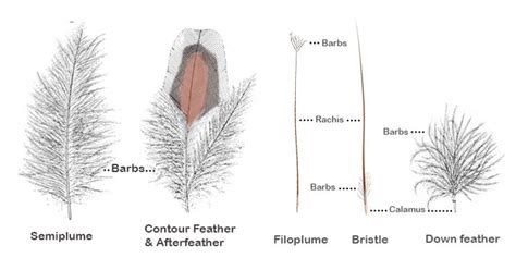 guide  bird feathers avian report