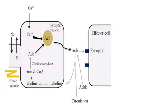 Presentation On Parasympathetic Nervous System Ppt
