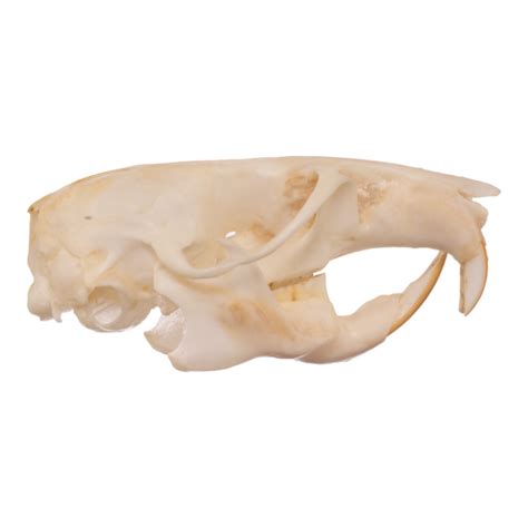 Real Bushy Tailed Woodrat Skeleton For Sale — Skulls Unlimited