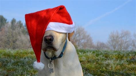 Winter Dog Hats | The Best Winter Dog Hats for the Next Cold Snap